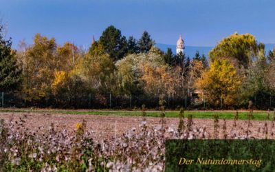 Grün-goldener Dünentag