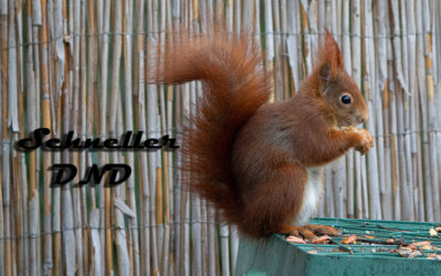 Hörnchen – DND