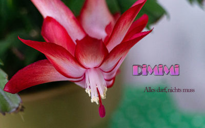 DiMiMi  – der Fünfte