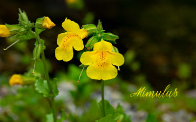Mimulus – Kleine Gaukler
