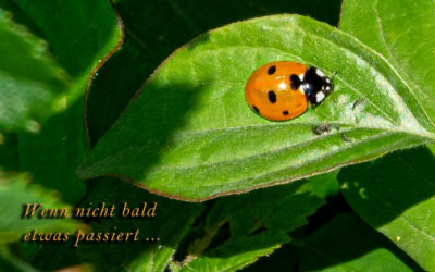 Sag ich doch