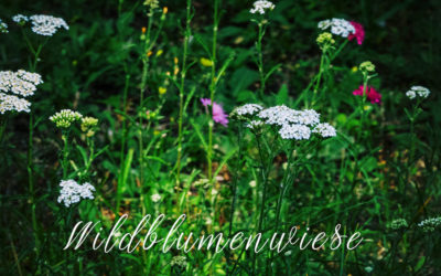 Wildblumen & Wetter