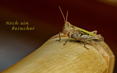 Der Wiesengrashüpfer