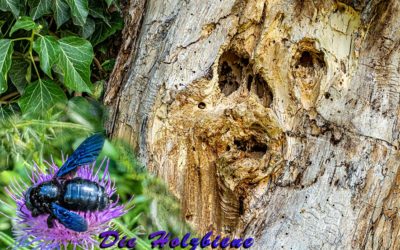 Die Blaue Holzbiene