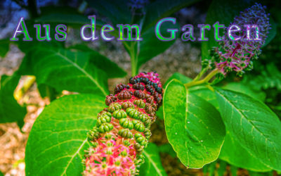 Schmetterlinge & Kermesbeere