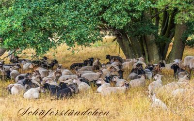 Landschaftspfleger auf vier Beinen