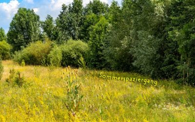 Vom Stadtpark zur Nidda