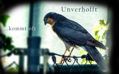 Der Sperber – ein seltener Gast