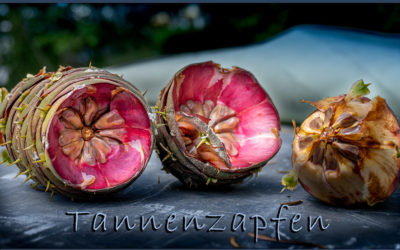 Vorratskammer Tannenzapfen