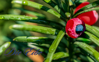 Die Eibe (Taxus baccata)