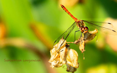Blutrote Heidelibelle
