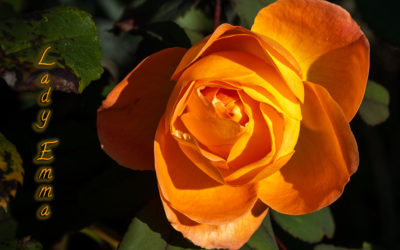 Lady Emma und ihr Gast