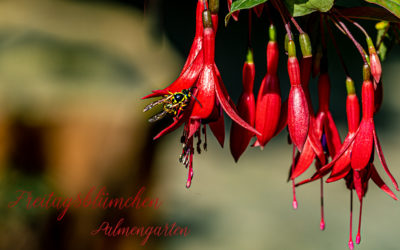 Aus dem Palmengarten