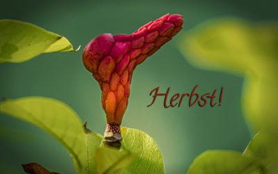 DND – Der Herbst ist da!