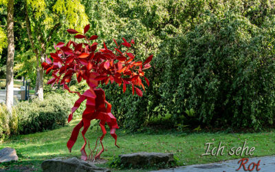 Der Rote Baum im Palmengarten