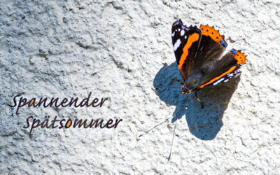 Mehr Insekten als gedacht
