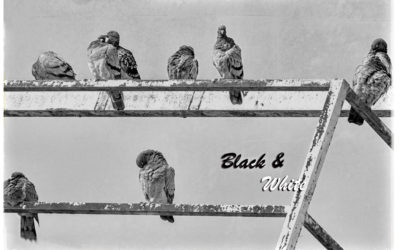 Black & White – Oktober 2020