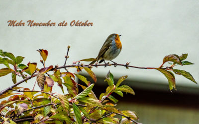 Kurzer Blick in den Garten