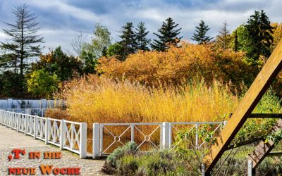 ‚T‘ ins Hattersheimer Rosarium