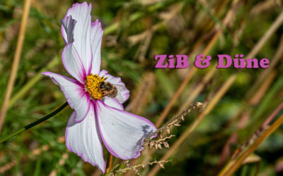 Zitat im Bild & letzte Blüten
