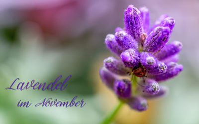 Lavendel-Mittwoch – DND