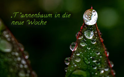 Das „T“ zum 3.Advent