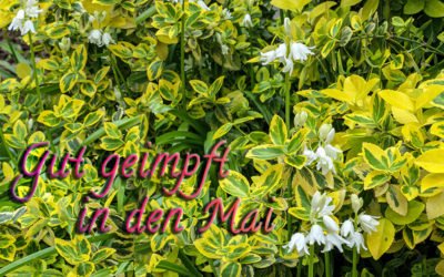 Auf geht’s mit … Comirnaty