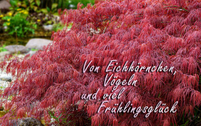 Junge Eichhörnchen im Garten