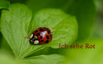 Projekt „Ich sehe rot“ 3/2021