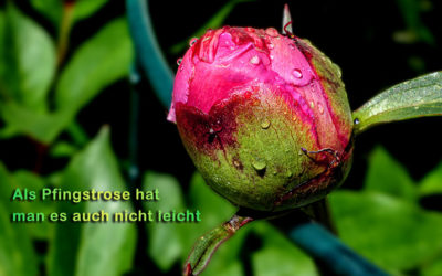 Fotoseiten – Ich habe immer was zu tun ;-)