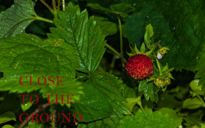 Close to the ground – Abendstimmung