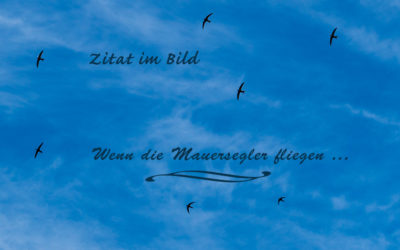 ZiB mit Vogel