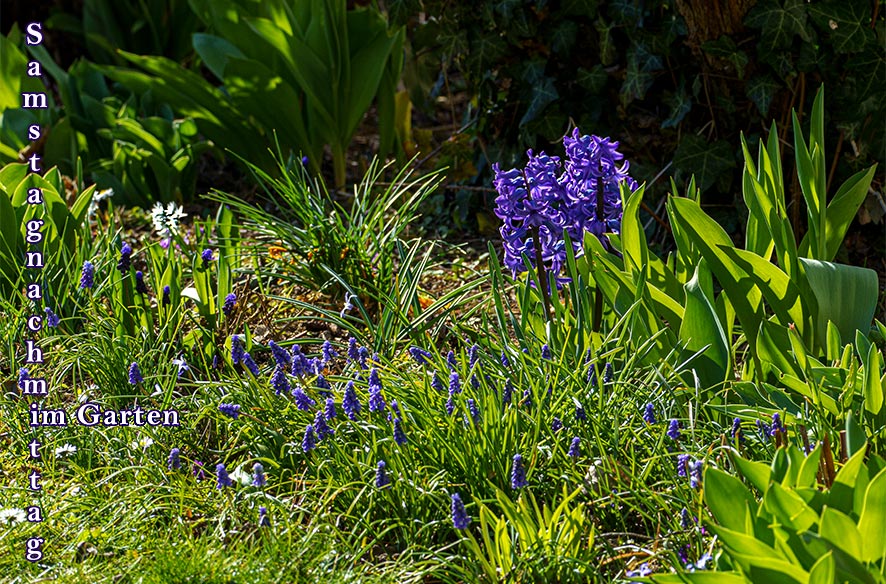 Ein Frühlingsnachmittag im Garten
