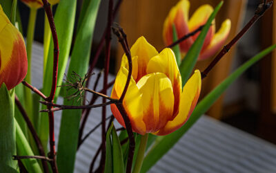 Das Google-Blogger-Problem