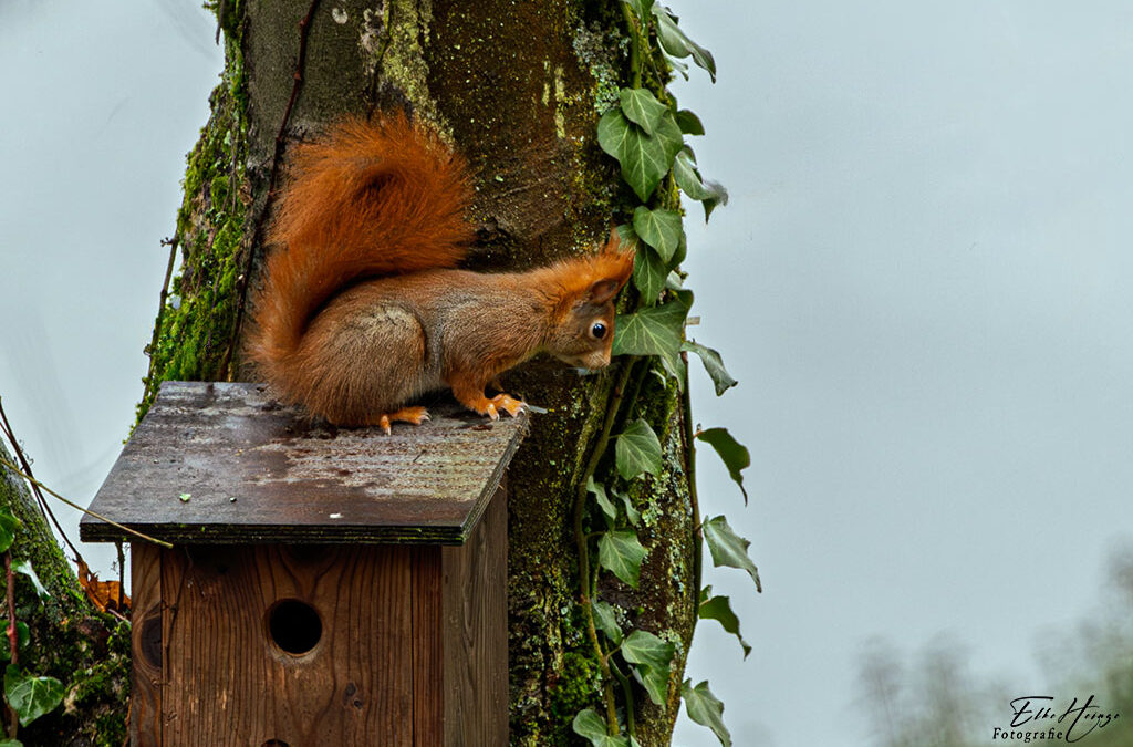 Naturfotografie vor meiner Haustür?