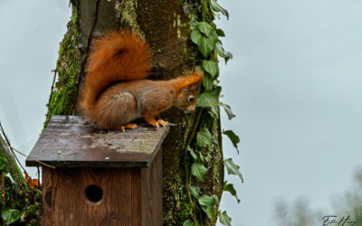 Naturfotografie vor meiner Haustür?