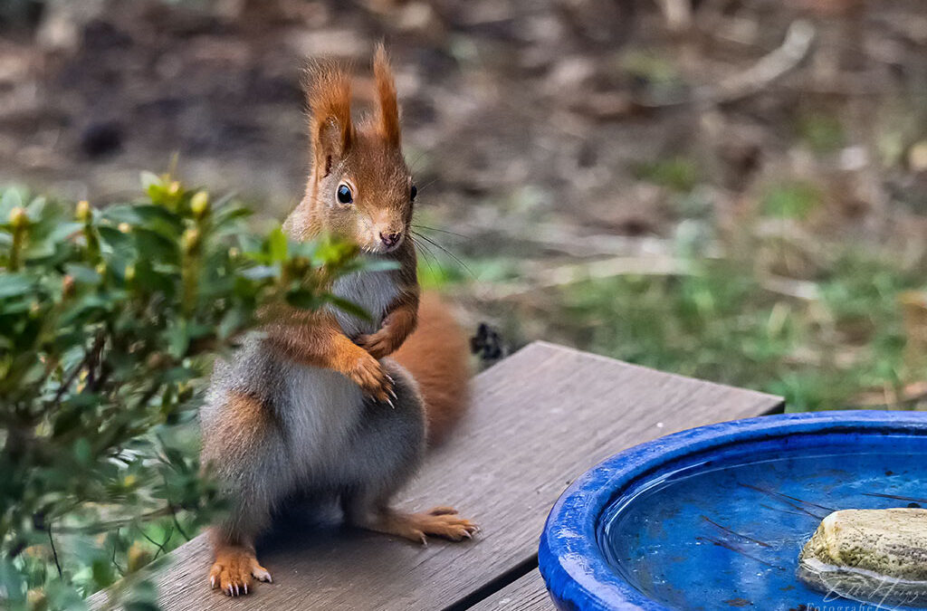 Meine Eichhörnchen im Winter
