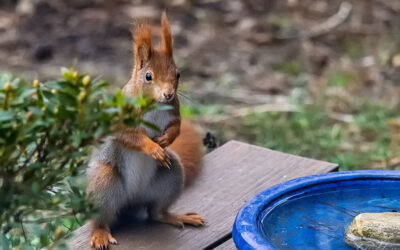 Meine Eichhörnchen im Winter