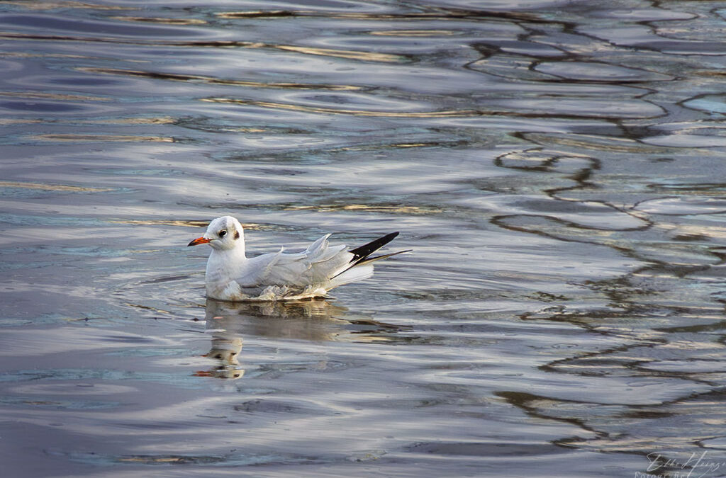 Ein bisschen Main, wenig Zauber