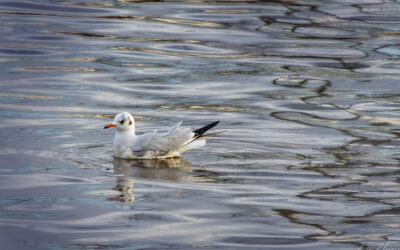 Ein bisschen Main, wenig Zauber