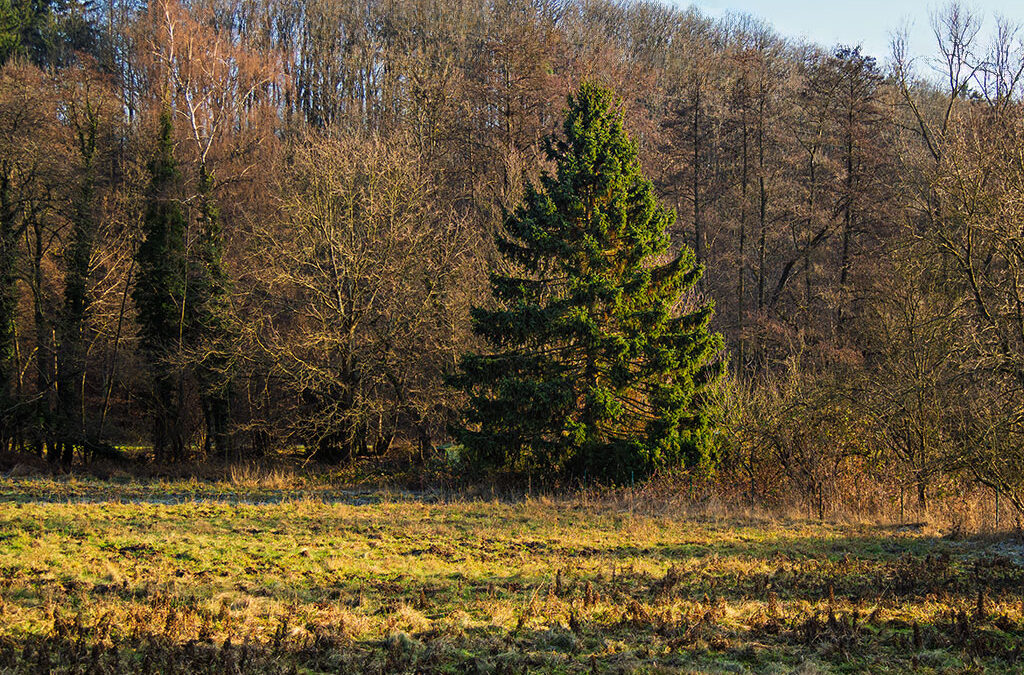 Zwischen Kelkheim und Roter Mühle