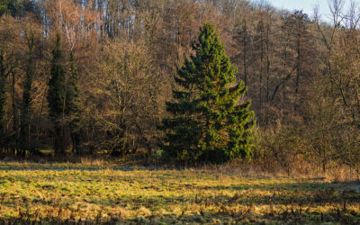 Zwischen Kelkheim und Roter Mühle