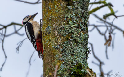 Frühlingsgefühle allüberall