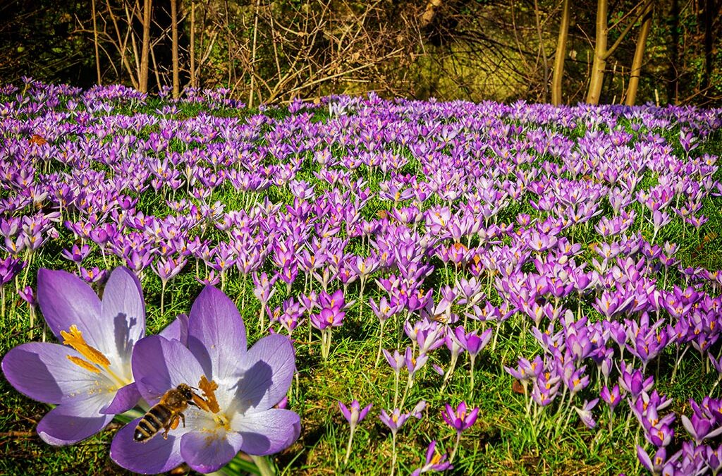 Frühlingsspaziergang am Liederbach