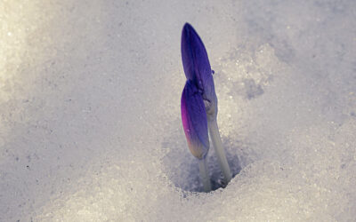 Sonne, Frost & ein Kurzzeitprojekt