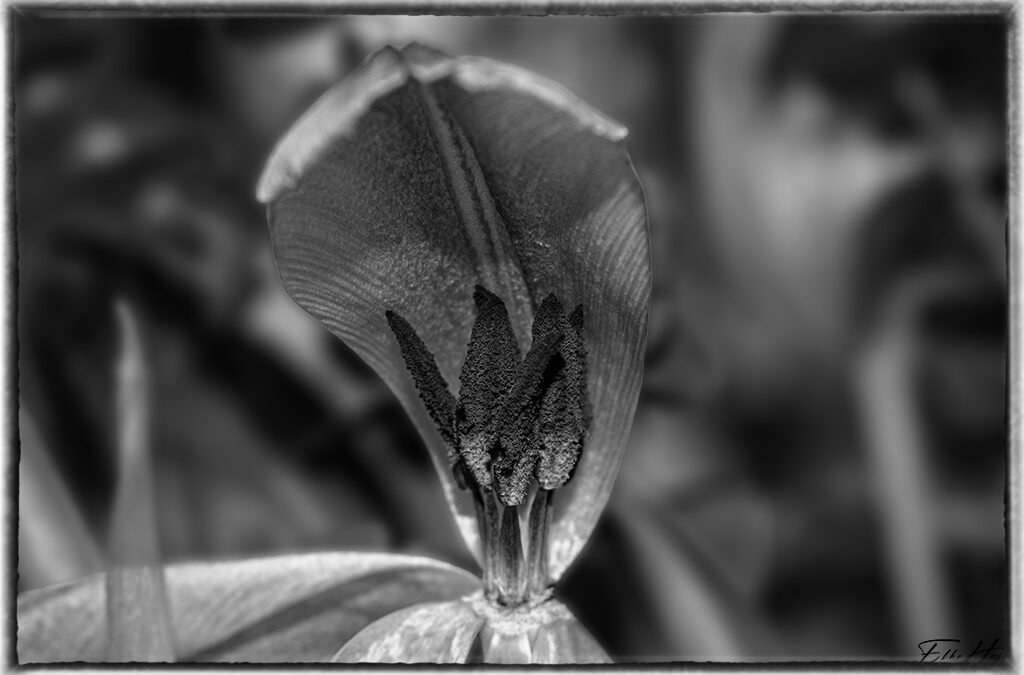 Verblühte Tulpen in S/W