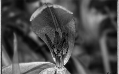 Verblühte Tulpen in S/W