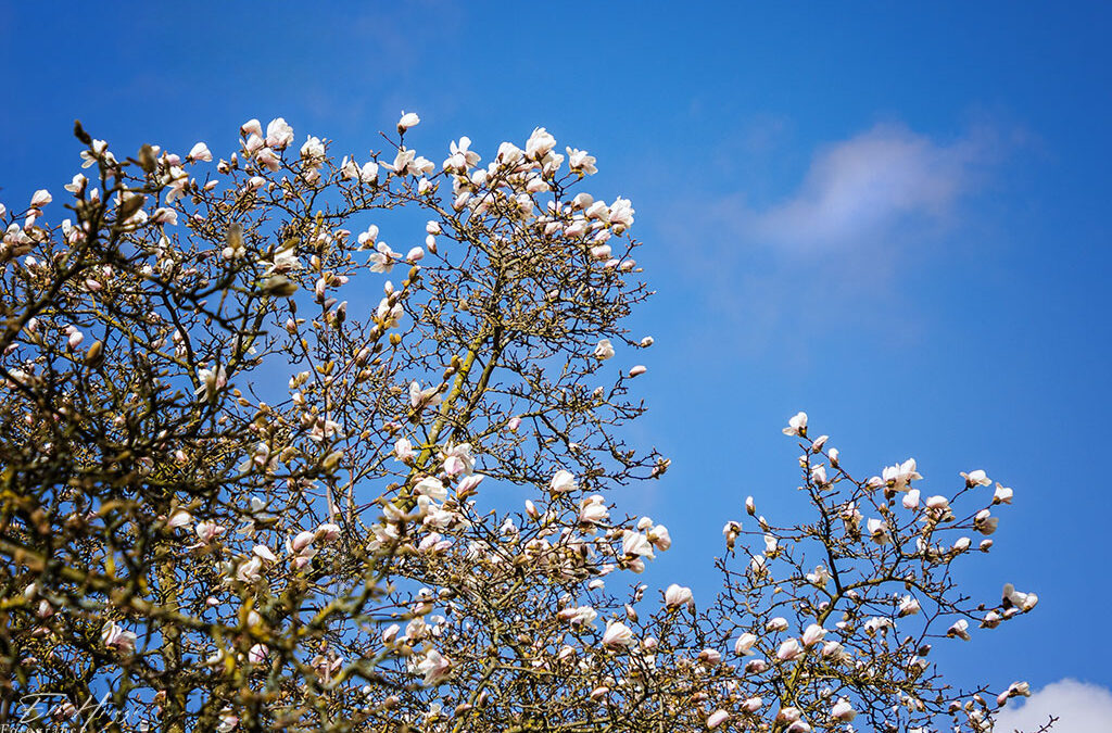 Himmelsblick & weiße Magnolien