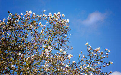 Himmelsblick & weiße Magnolien