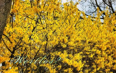 Zwei Sonntagsspaziergänge